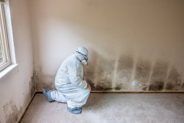 Best Mold Damage Repair  in Egypt Lake Leto, FL